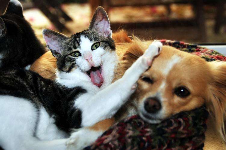 Yok Böyle Annelik, Köpek Kedilere Süt Anneliği Yapıyor…
