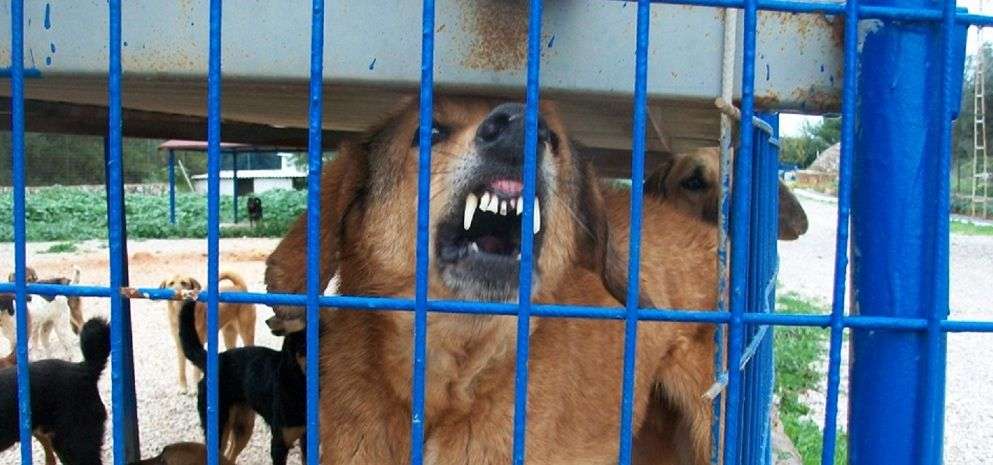 Köpeklerin Elinden Kurtaran Kadın… VİDEO
