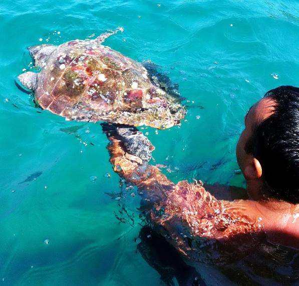 Yaralı Caretta Carettaya AKUT Operasyonu?