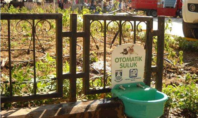Sokak Hayvanları İçin Otomatik Suluklar?