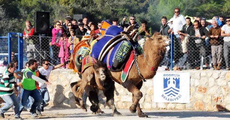 Develer Bodrum?da Kıran Kırana Güreşti? (FOTO GALERİ)
