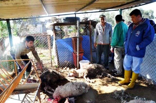 Koyunları Ne Parçaladı?