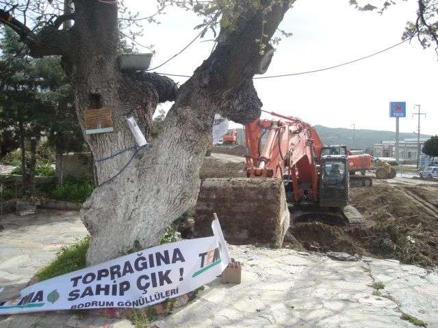 Ağaçlar Ayakta Ölür