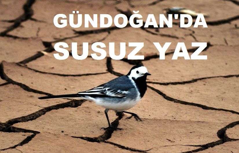 Gündoğan’da Su Yok! Yetkililer Göreve