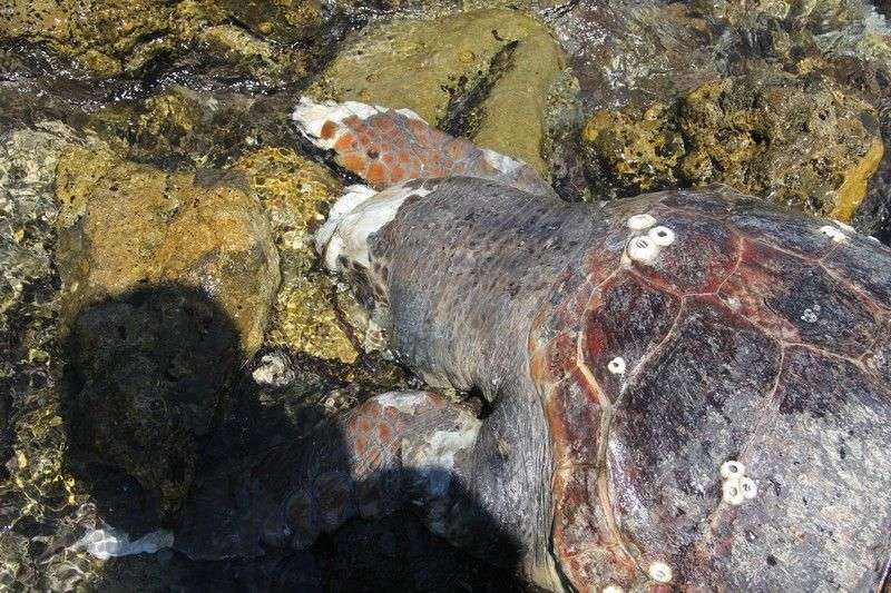 Caretta’nın Kafasını Koparmışlar