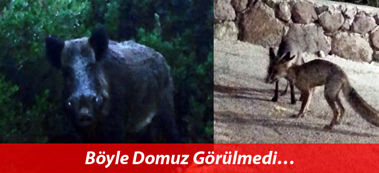 Böyle Domuz Görülmedi…