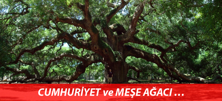 CUMHURİYET ve MEŞE AĞACI…