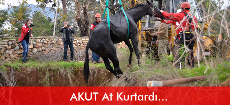 Atları da Kurtarırlar