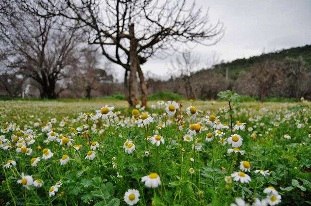 HER YERDE KAR VAR, BODRUM’DA BAHAR…