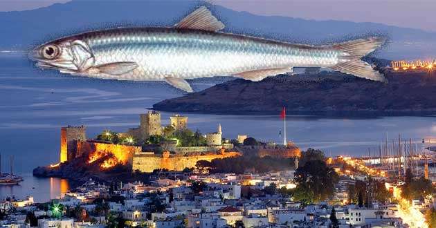 BODRUM’DA 2 TON HAMSİ DAĞITILACAK…