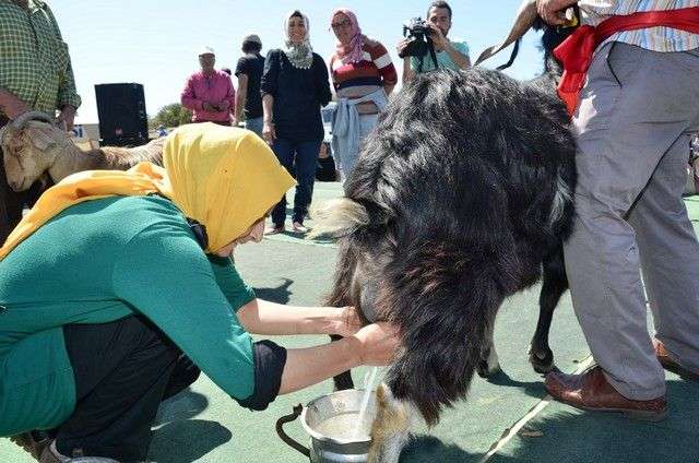 21.PEDESA FESTİVALİ ÇOK RENKLİ GEÇTİ…