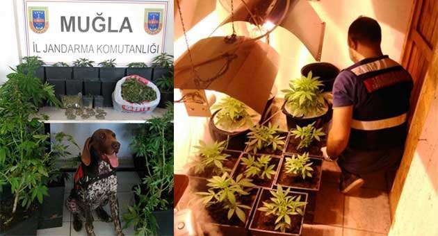 VİLLADA UYUŞTURUCU YETİŞTİRMİŞLER…