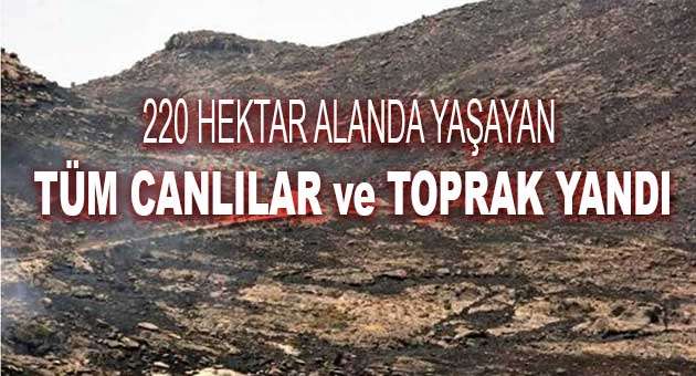 220 HEKTAR ALANDA YAŞAYAN TÜM CANLILAR ve TOPRAK YANDI…