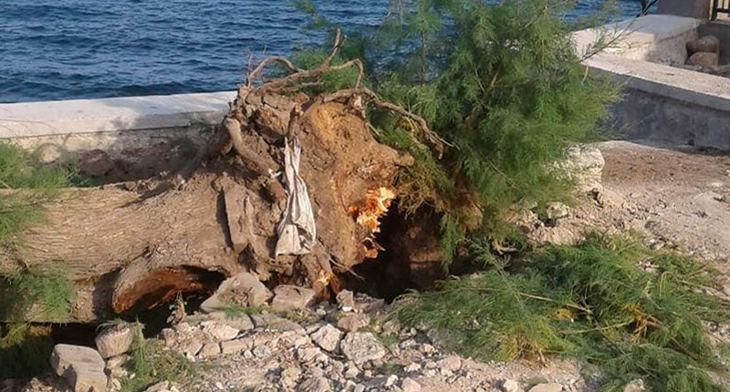 Turgutreis’te Ağaç Kıyımı/HER ŞEY ARTIK YALAN…