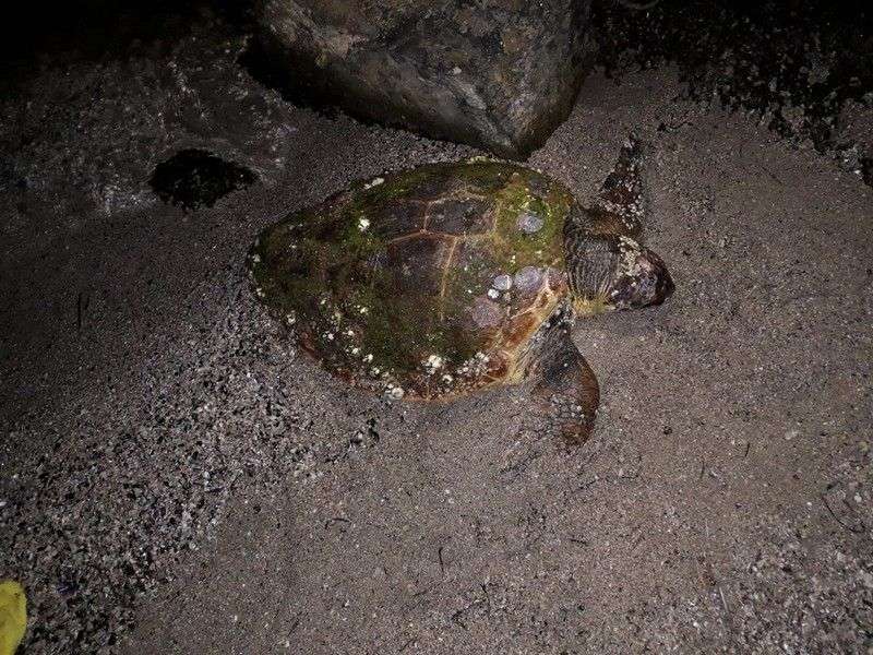 AKUT BODRUM EKİBİ CARETTA CARETTA OPERASYONUNDAYDI…