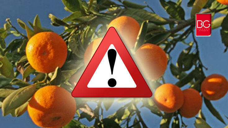 Bodrum’da Meyve ve Sebzelerde İlaç Kalıntısı Denetimleri Yapılıyor…