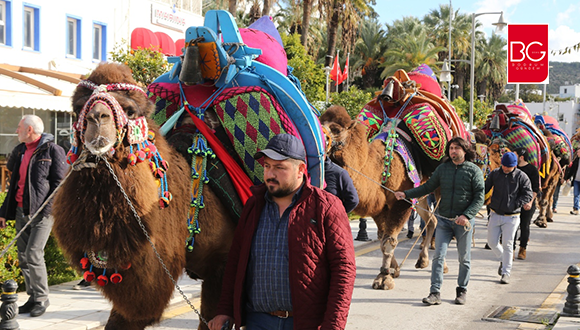 Bodrum Caddelerinde Bu Defa Develer Yürüdü…  