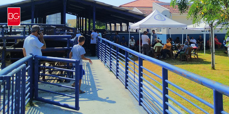 Büyükşehir Mezbahaları Kurban Bayramı’nda Dolup Taştı