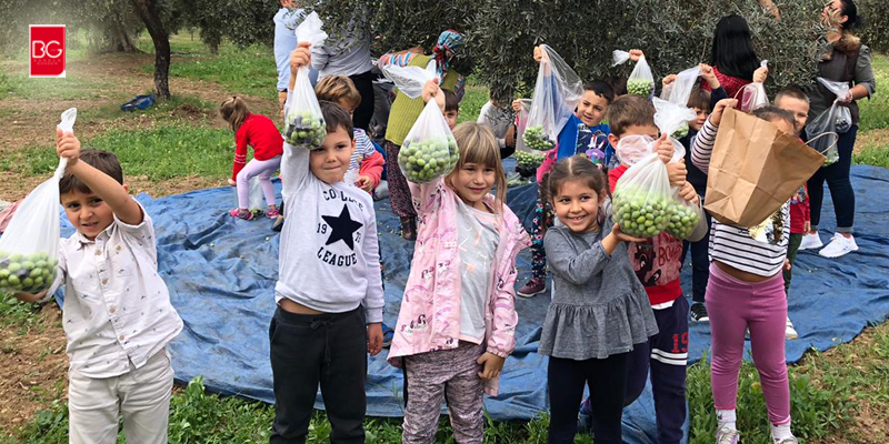 Bodrum Şehit Barış Akay Anaokulu Öğrencileri Zeytin Hasadında…