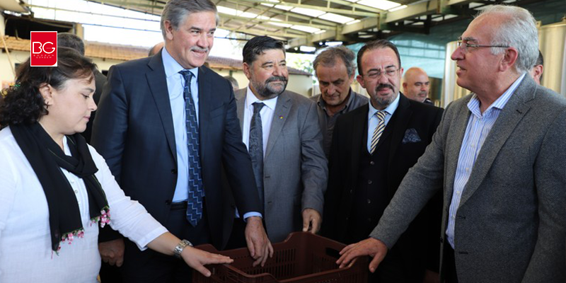 Kaliteli Zeytinyağı İçin Üreticiye Kasa Desteği…