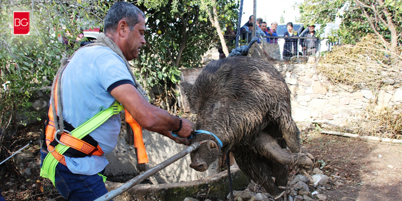 Yalıkavak’ta Kuyuya Düşen 100 Kiloluk Yaban Domuzu Kurtarıldı… 