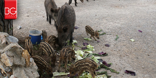 Bodrum Belediyesinden Yaban Domuzu Önlemi