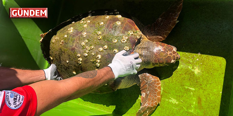 Yaralı Caretta Caretta’yı Bodrum AKUT kurtardı