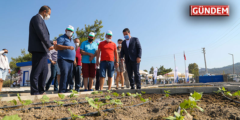 Bodrum Belediyesi 140 bin kışlık fideyi üreticilere hibe etti