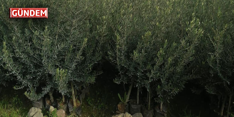 Gemlik Zeytin Fidanına Son Müracaat 15 Aralık