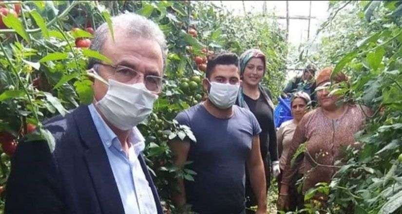 Girgin; domates üreticisinin feryadına kulak verin