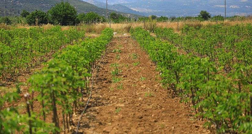 Büyükşehir 77 bin ceviz fidanı dağıttı