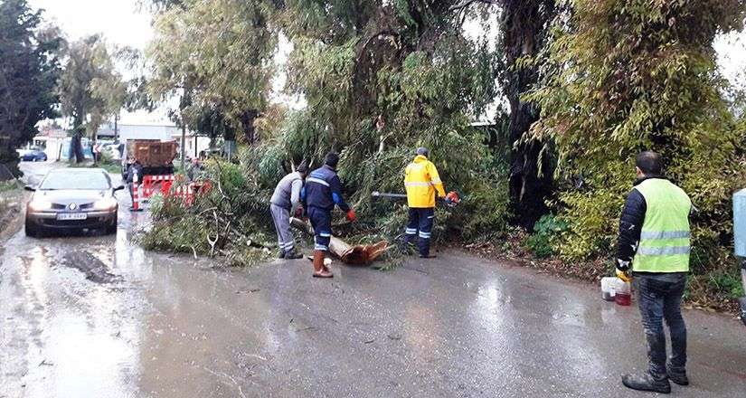 Devrilen ağaçlara Belediye ekiplerinden müdahale