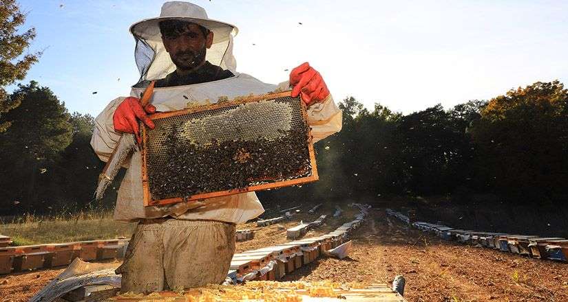 Muğla’lı Arıcılara Eğitim