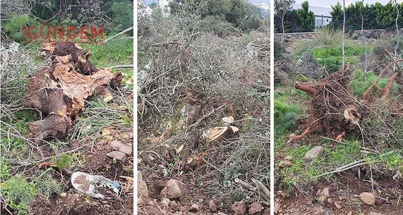 Zeytin ve Palamut Ağaçlarının izinsiz olarak kesildiğini iddia ediyorlar