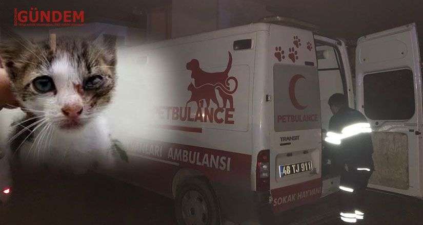 Yavru kediler bakım ve tedavi altına alındı