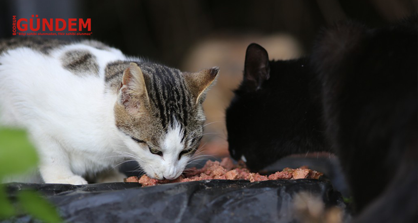 KEDİLER BESLENİP SAHİLDE TEMİZLİK ÇALIŞMASI YAPILDI