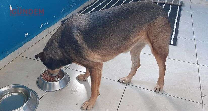 Belediye ekiplerinin gece mesaisi sürüyor