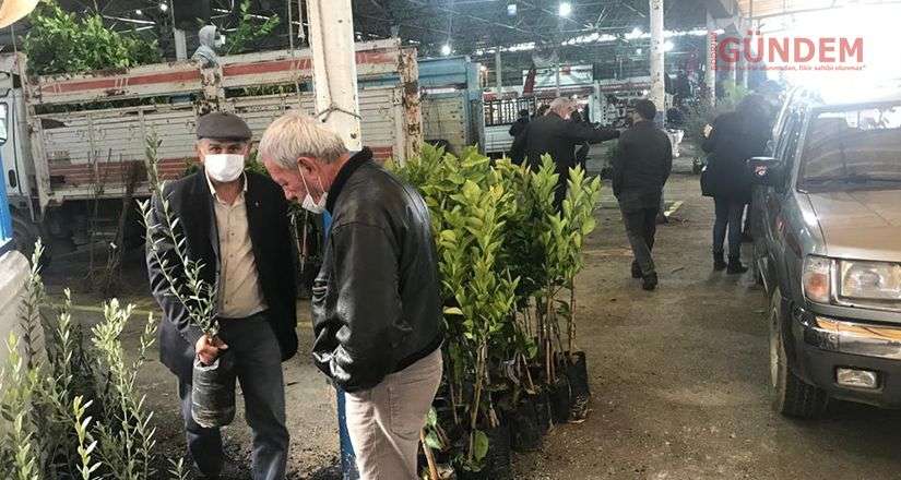 Fidanlar üreticilere teslim edildi
