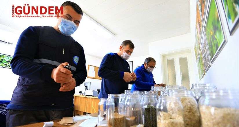 Büyükşehir, yerel tohumların dağıtımına başladı
