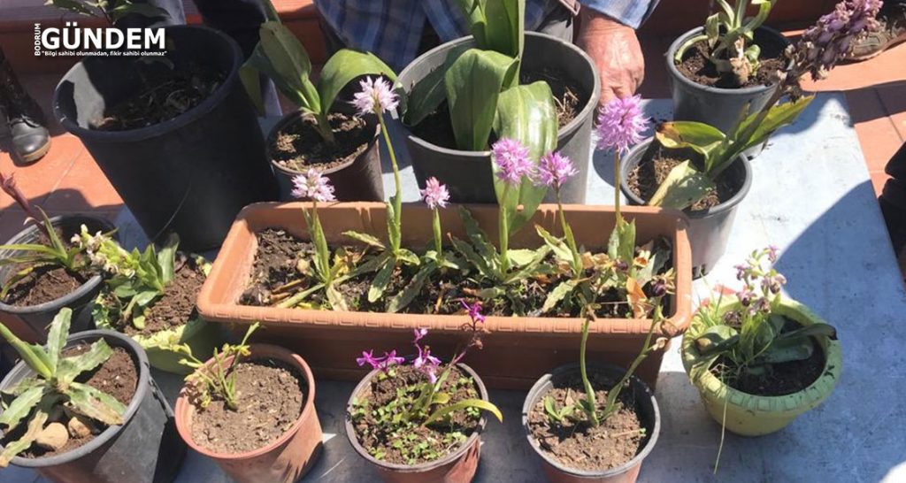 Bodrum Ziraat Odası Salep Bilgilendirme Toplantısı