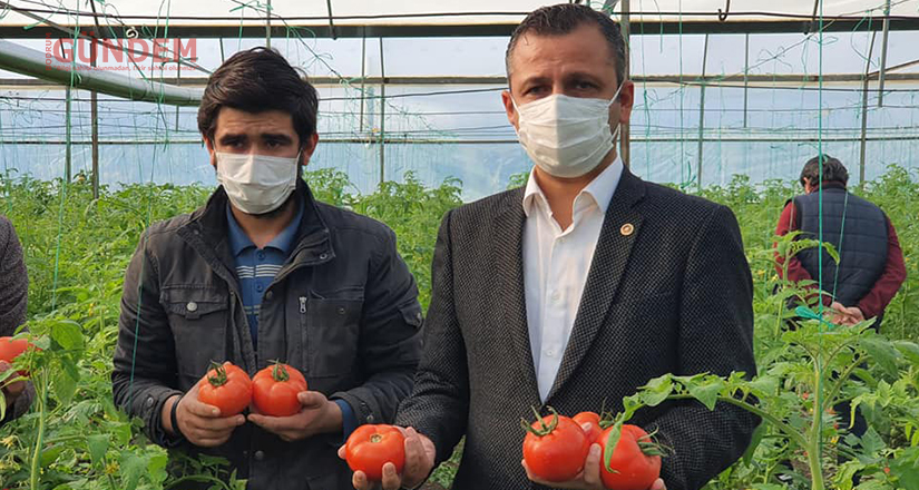Rusya’ya domates ihracatı önündeki kota engeli kaldırılmalı