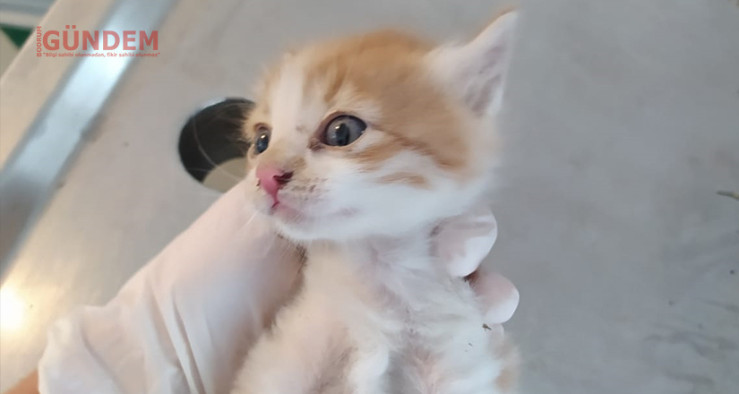 Yavru kedi temizlik personelinin dikkati sayesinde kurtarıldı
