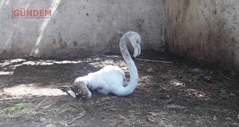Yolunu Şaşıran Flamingo Doğal Yaşam Alanına Kavuşturulacak