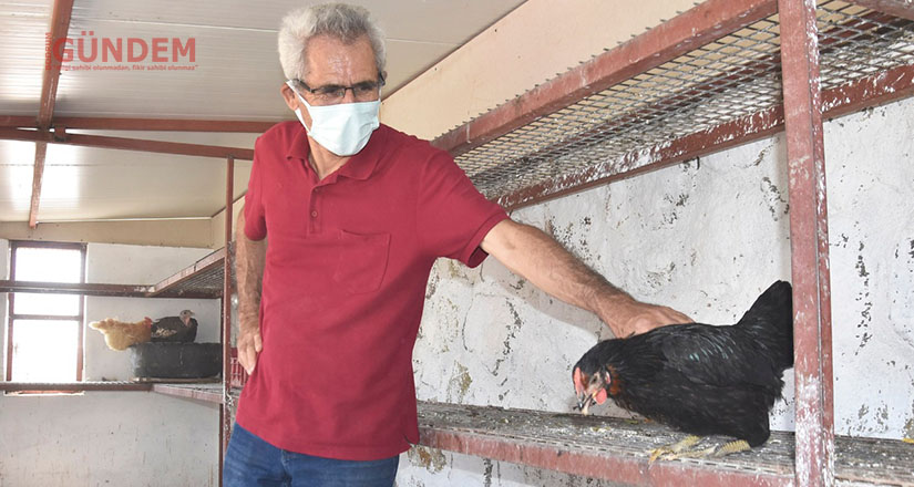 Yumurta verimi yüksek tavuklar üreticilere dağıtıldı