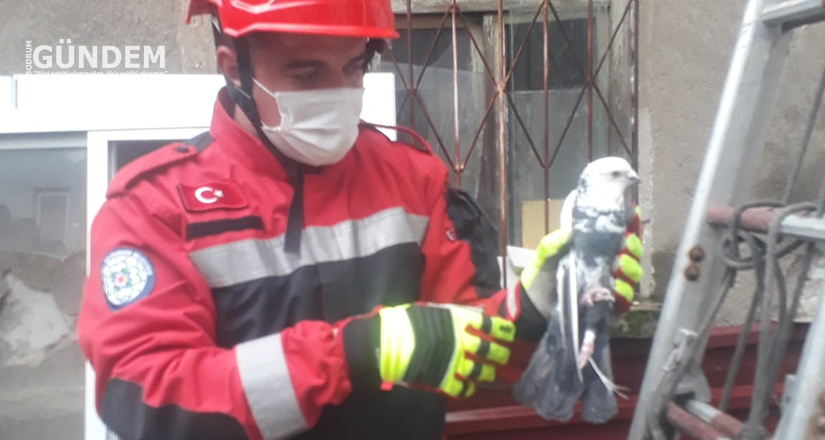 İlk beş ayda 182 hayvan kurtarıldı