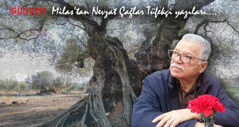 Milas Zeytin Müzesi’ne YANLIŞ Yer Seçimi