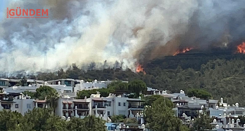 Bodrum Umurça mahallesindeki yangın hızla ilerliyor — CANLI YAYIN