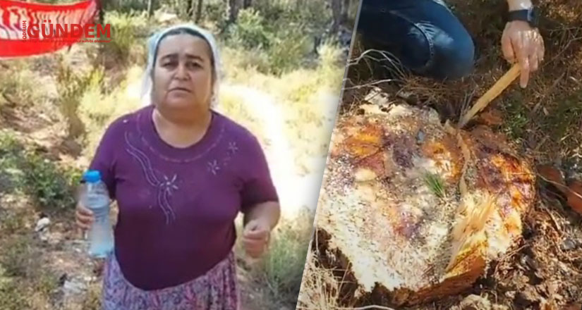 Milas İkizköylüler Orman Katliamına Karşı Nöbette