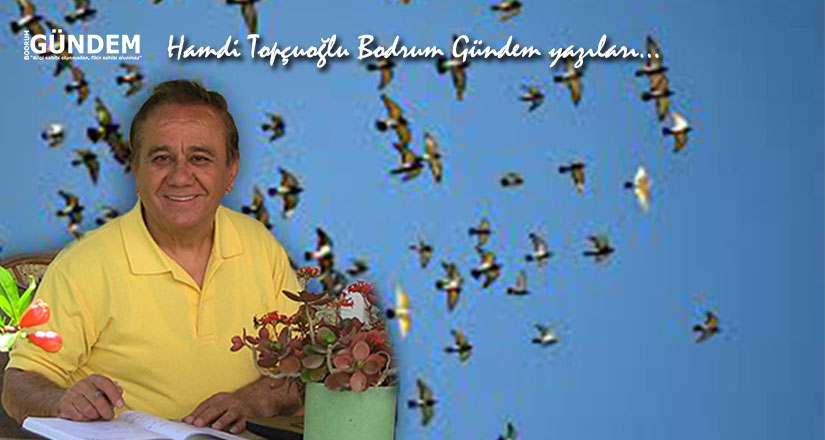 Bir Alay Gökçe Güvercin