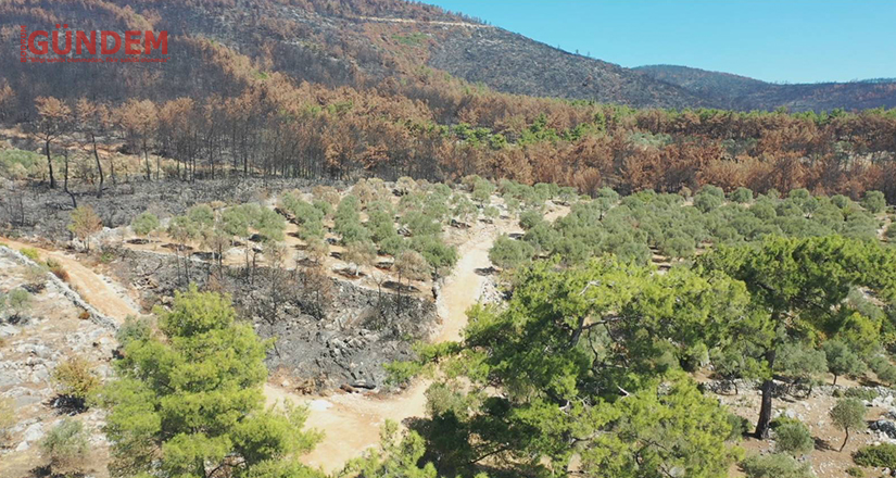 Bodrum’da yanan alanlar eski kimliğine kavuşacak